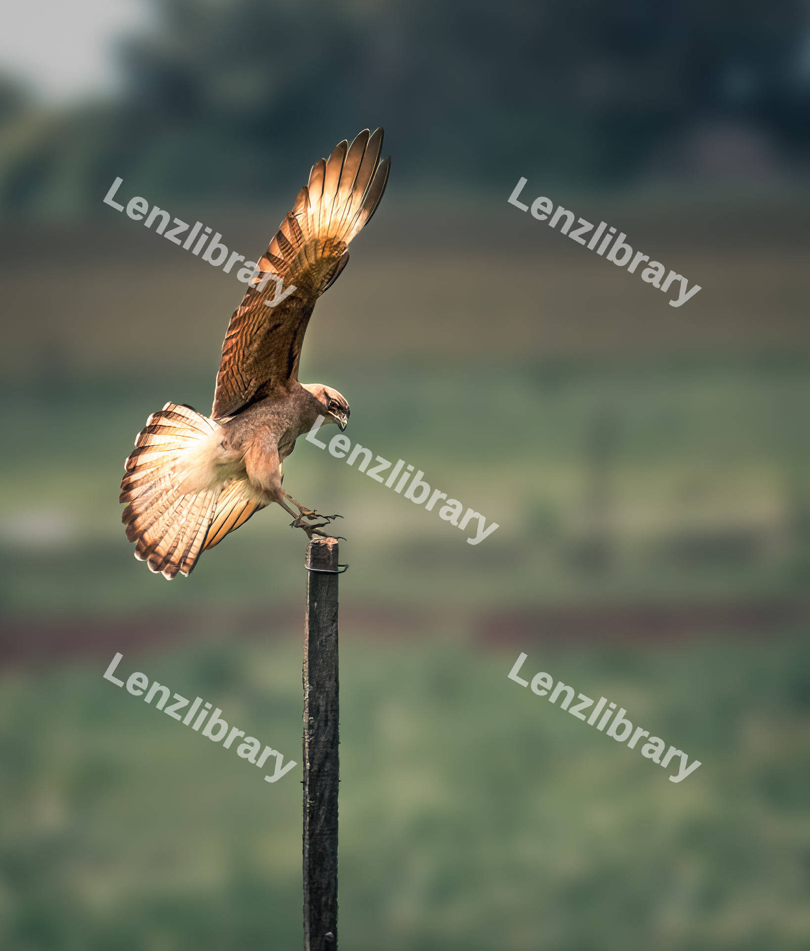 Chimango Caracara Bird
